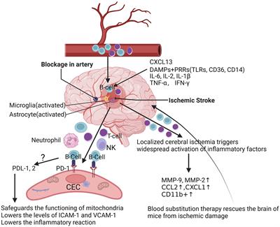 Updates of the role of B-cells in ischemic stroke